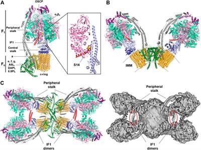 The ATPase Inhibitory Factor 1 is a Tissue-Specific Physiological Regulator of the Structure and Function of Mitochondrial ATP Synthase: A Closer Look Into Neuronal Function
